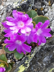 Primula pedemontana