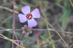Clarkia franciscana