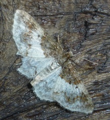 Hydrelia lucata
