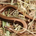 Common Slowworm - Photo (c) royc614, some rights reserved (CC BY-NC), uploaded by royc614
