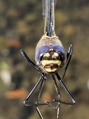 Macromia magnifica