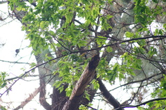 Coccothraustes abeillei