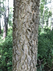 Celtis occidentalis