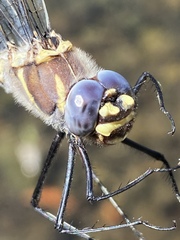 Macromia magnifica