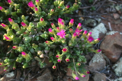Ruschia leptocalyx