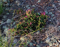 Ruschia leptocalyx