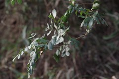 Hippobromus pauciflorus