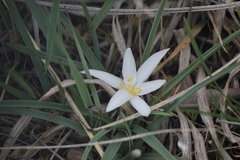 Leucocrinum montanum