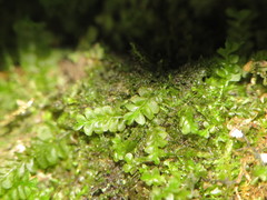 Chiloscyphus pallescens