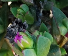 Ruschia leptocalyx