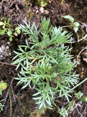 Artemisia kawakamii