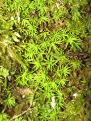 Trichostomum brachydontium