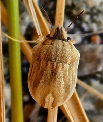 Homaemus parvulus