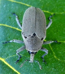 Trichobaris compacta