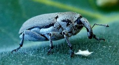 Trichobaris compacta