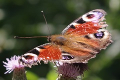Aglais io