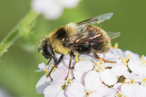 Orange-legged Drone Fly