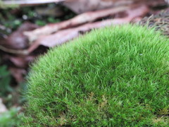 Dicranodontium denudatum