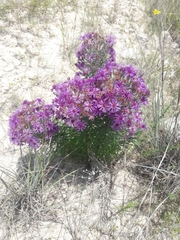 Vernonia lindheimeri