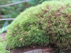 Dicranodontium denudatum