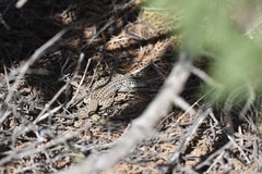 Aspidoscelis neotesselatus