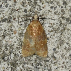 Cenopis diluticostana
