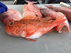 Pontinus longispinis