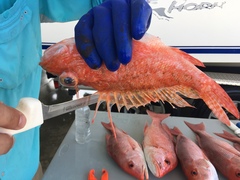 Pontinus longispinis