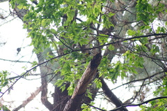 Coccothraustes abeillei