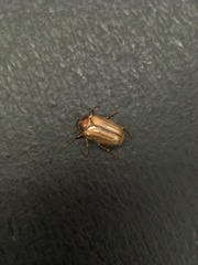 Amphimallon solstitiale