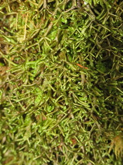 Porella arboris-vitae