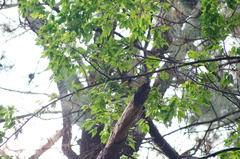 Coccothraustes abeillei