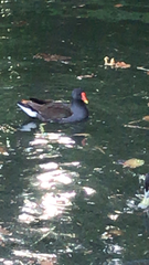 Gallinula chloropus