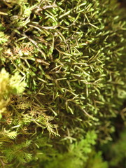 Porella arboris-vitae