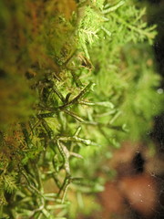 Porella arboris-vitae