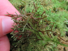 Porella arboris-vitae