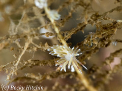 Rubramoena amoena