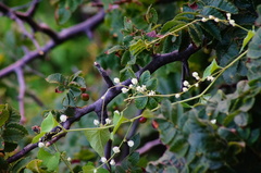 Antigonon flavescens