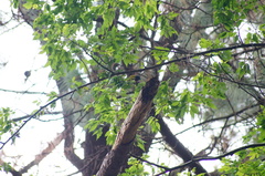 Coccothraustes abeillei