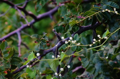 Antigonon flavescens