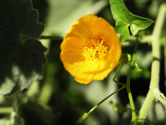 Abutilon palmeri