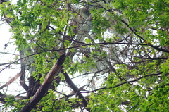 Coccothraustes abeillei