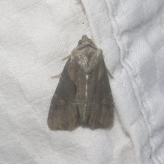 Lateroligia ophiogramma