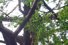 Coccothraustes abeillei