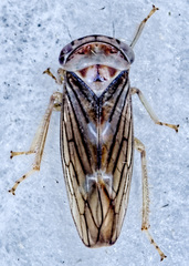 Populicerus formosus