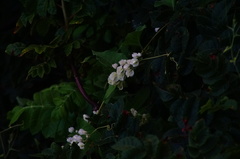Antigonon flavescens
