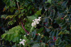 Antigonon flavescens