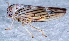 Populicerus formosus