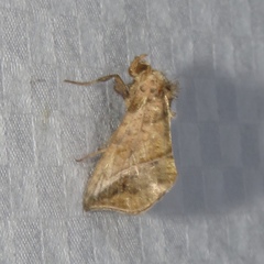 Pseudeva purpurigera