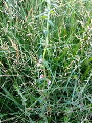 Odontites vulgaris